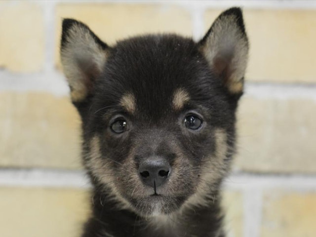 福岡県の豆柴 (ペッツワン福岡新宮店/2024年9月30日生まれ/女の子/黒)の子犬